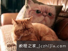 怎么养猫新手养猫技术视频教程-养猫视频攻略(6讲)