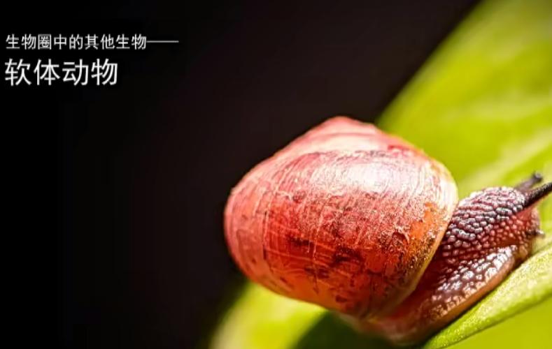 乐乐初中生物，全面掌握七八年级知识+生物大百科191集