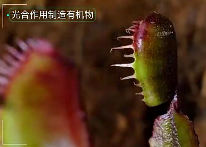 看动画学初中生物视频课程-生物圈生命的延续【37课时】